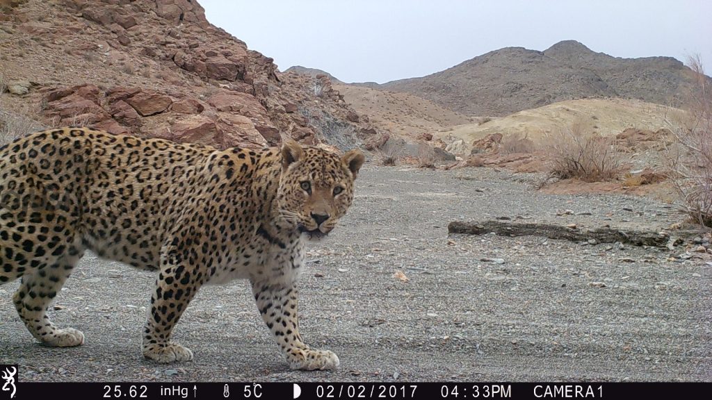 iranian cheetah