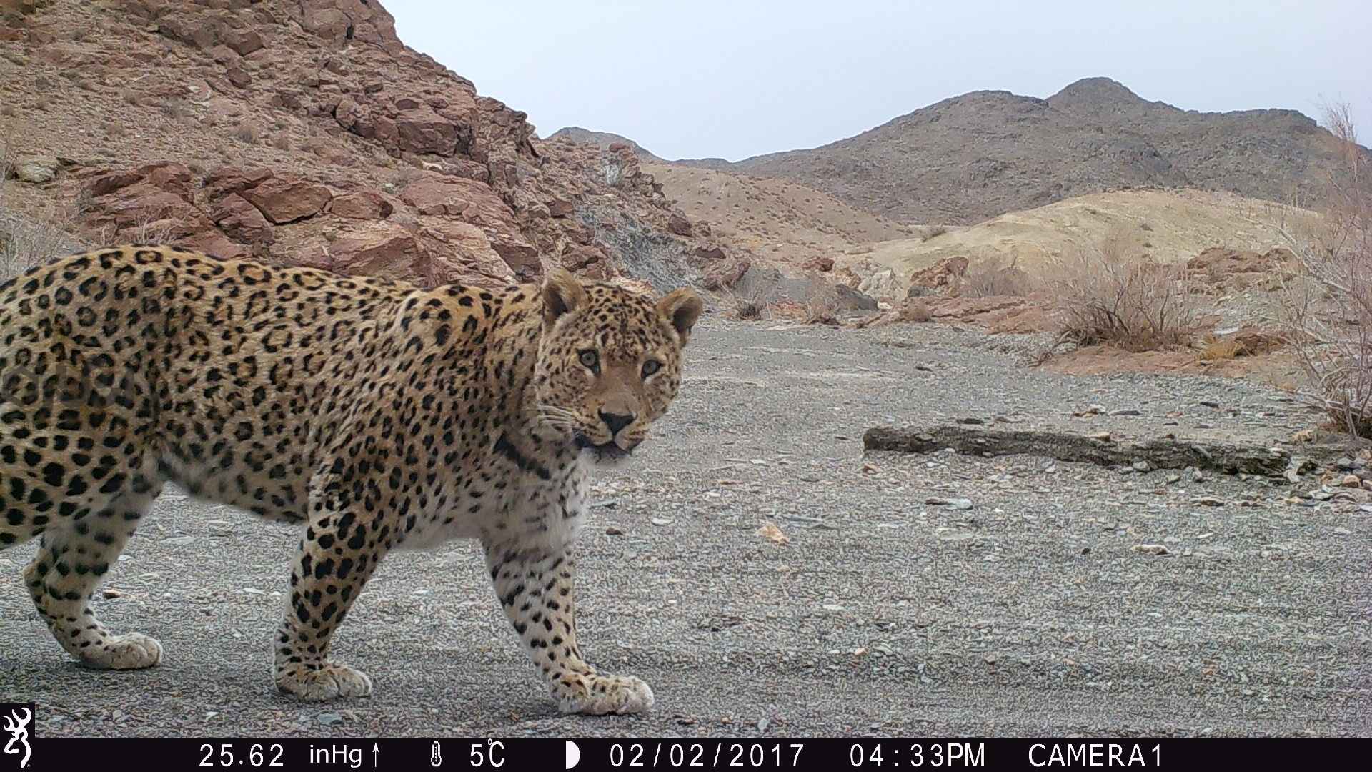 iranian cheetah - و نگذاریم زندگی از قلمرو هستی برود - مدیا کاشیگر, محیط زیست, خاقان چیم, تغییرات محیطی